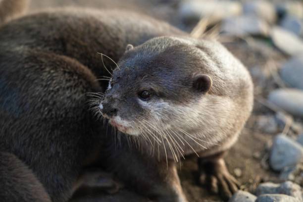 istock Cute otter with expressive face sitting by rocks 1969645542