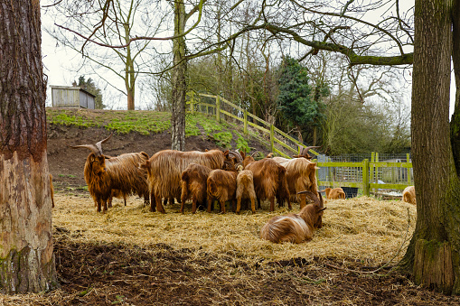 A herd of Golden Guernsey Goats, feeding on straw in a small paddock on a winters day..