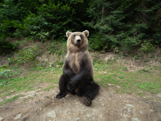 istock brown bear on the background of the forest 1969655631