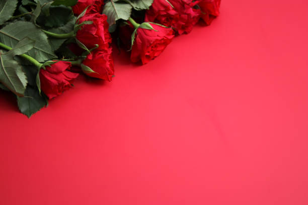 Top view of red roses on red background with copy space for text
