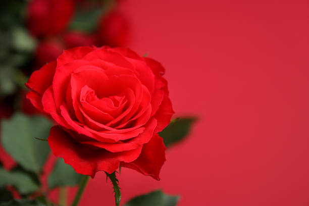 Close up of red roses on red background