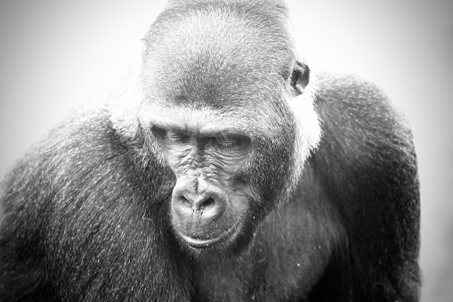 Black and white close-up portrait of an Eastern Lowland Gorilla