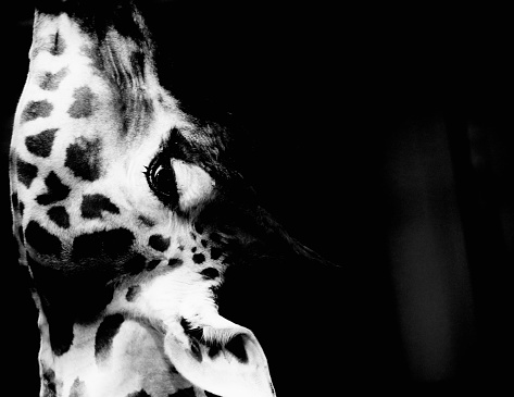 Black and white close-up image of a giraffes face and neck