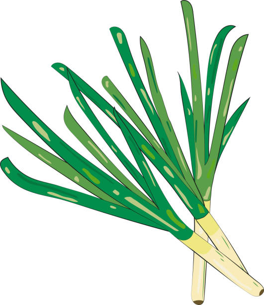 ilustrações, clipart, desenhos animados e ícones de cebola verde elemento cebolinha ilustração elemento gráfico art card - chive onion spring onion garlic