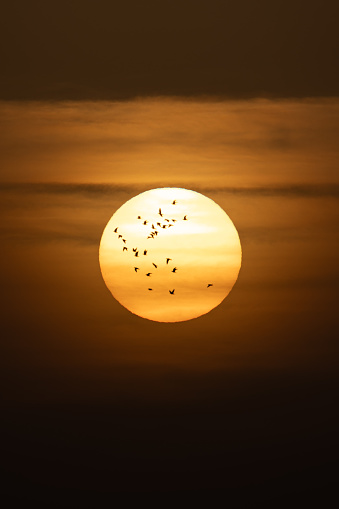 A scenic sunset with a flock of birds in flight