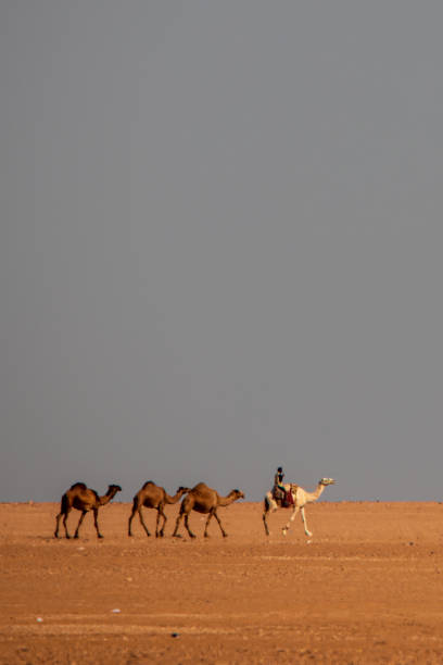 istock Group of camels in the desert led by the shepherd 1969676414