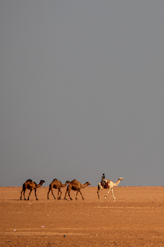 A group of camels in the desert led by the shepherd