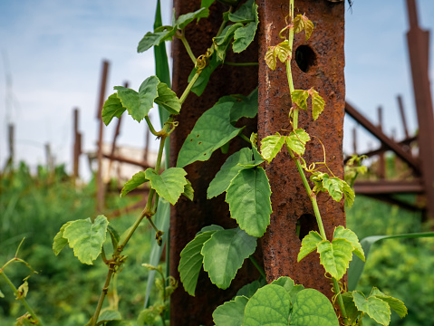 Vines are one of the plant habitus. As the name suggests, this plant requires other plants or other media to achieve the best position in the competition for sunlight