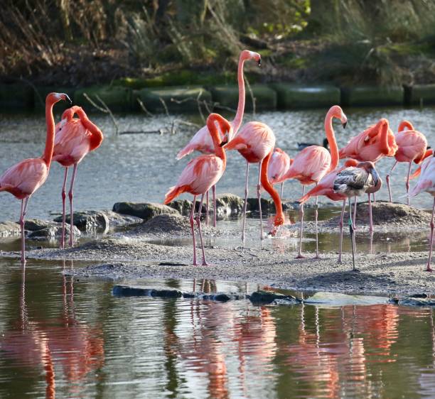 istock Caribbean Flamingos (Phoenicopterus ruber) 1969704608