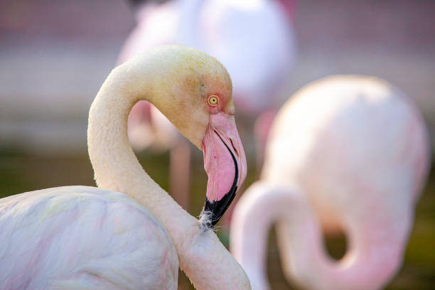 Flamingo - foto de acervo