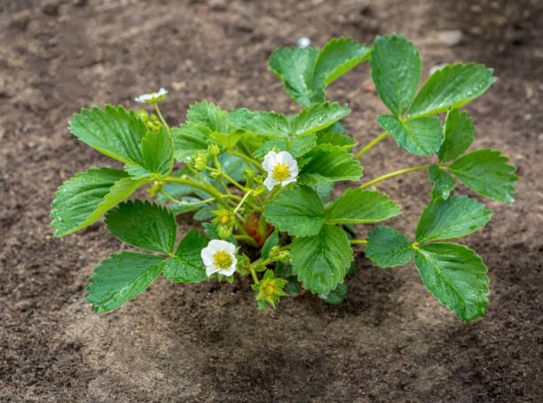 イチゴの開花の茂み - strawberry plant bush cultivated ストックフォトと画像