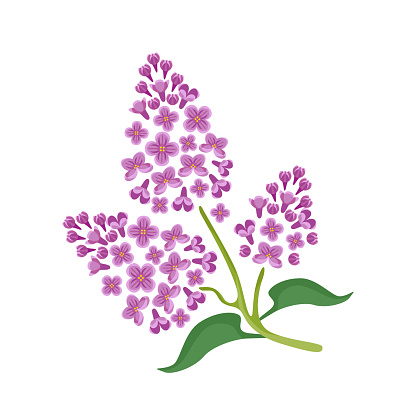Lilac flower flat icon. Vector illustration of blooming spring branch.