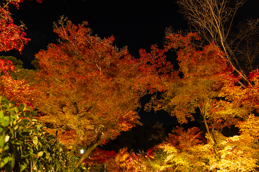 An illuminated red leaves in the light at the traditional garden at night in autumn. High quality photo. Sakyo district Kyoto Japan 11.29.2023