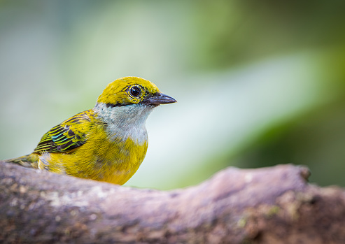 A closeup of a silver-throated tanager (Tangara icterocephala) perched on a branch