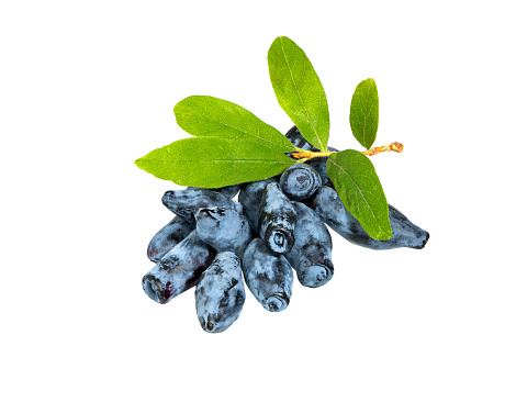 Blue honeysuckle berries with leave isolated on a white background.