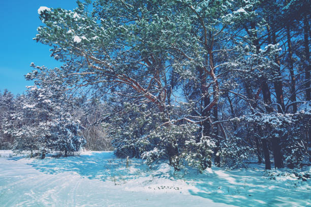 Winter landscape during snowfall. Spruce trees covered with snow. Christmas card Forest