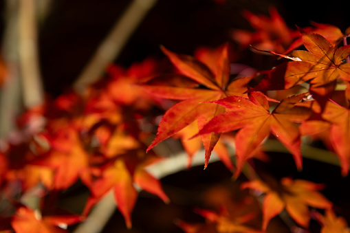 An illuminated red leaves at the traditional garden at night in autumn. High quality photo. Sakyo district Kyoto Japan 11.29.2023