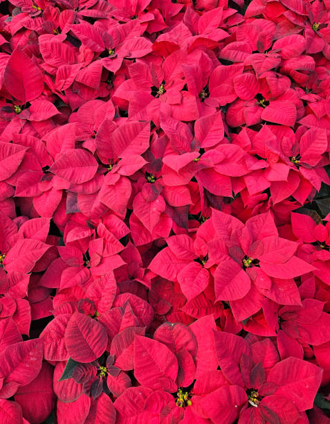 istock Thick red poinsettia mattress 1969746858