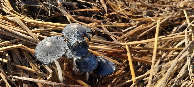 Coprinopsis lagopus is a species of fungus in the family Psathyrellaceae