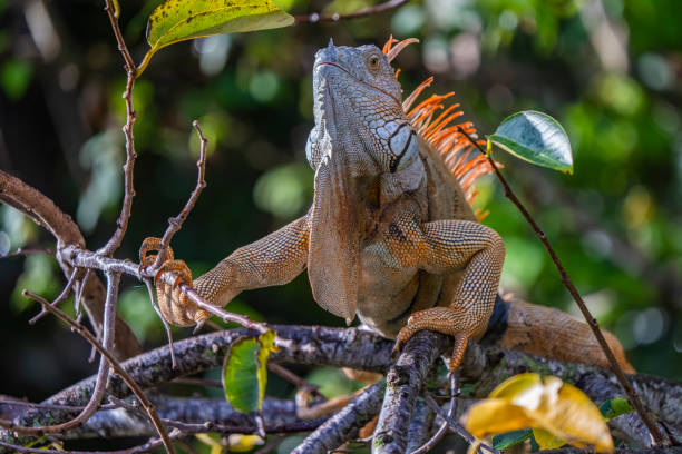 istock Green iguana on branch surrounded by foliage 1969778668
