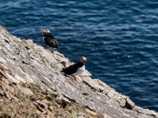 istock Puffins in Foula 1969779188