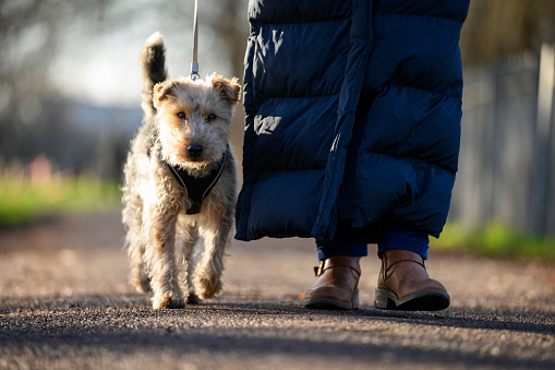 Low angle cropped view of Welsh Terrier dog on a walk in the park with his owner