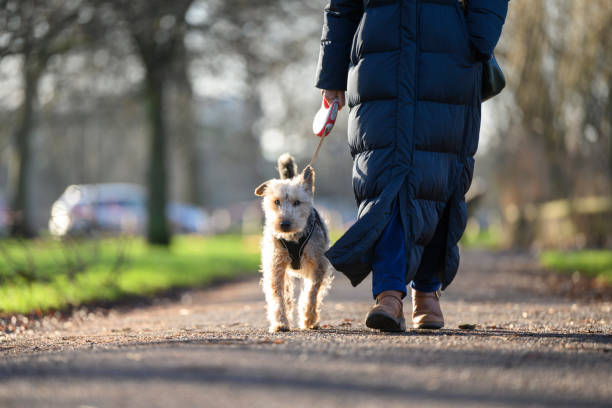 istock Welsh Terrier dog on a walk in the park 1969783384