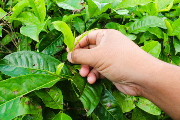 istock Tea picking on the plantation 1969787107