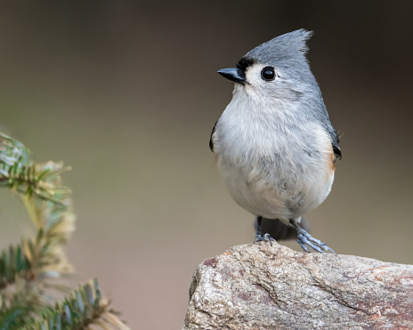 Tufted Titmouse Perched on a Rock