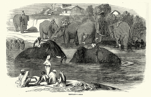 Vintage illustration Washing elephants in the river, India, Victorian 1850s, 19th Century