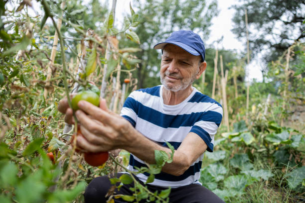 istock Portrait of smiling senior man kneeling working in his vegetable garden while picking tomatoes and vegetables 1969808969