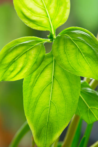 istock Close up macro shot of young basil leaves. Vertical frame. 1969813234