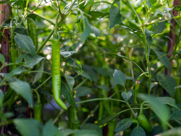 istock Green chilli in the garden, organic green chilli growing on chilli tree 1969817524
