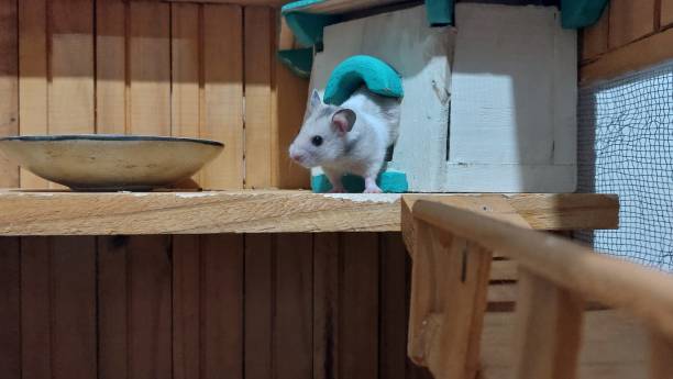 istock hamster comes out of the house 1969819636