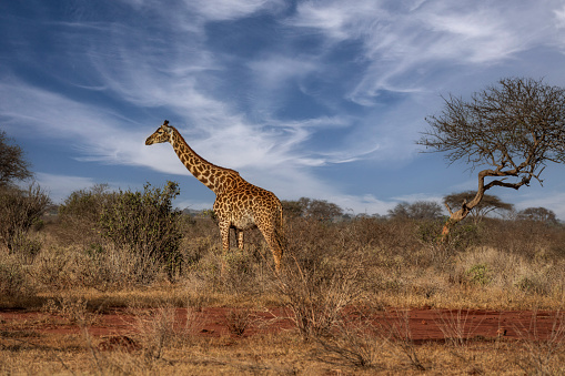 Giraffes in Tsavo East and Tsavo West National Park Kenya