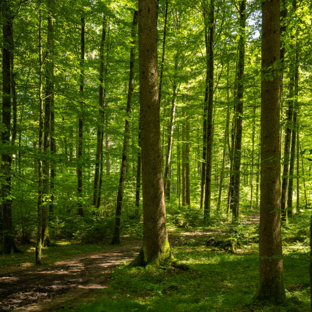 istock forest recreation area of people 1969831950