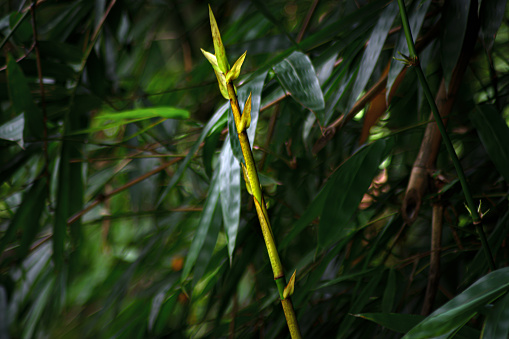 young bamboo shoots growing in bamboo forests