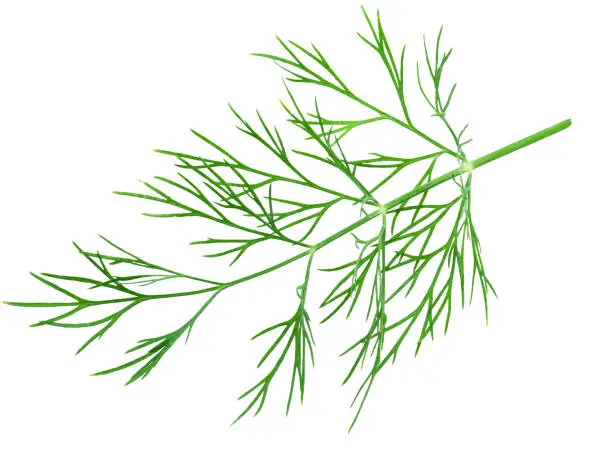 Photo of Green dill leaves isolated on white background.