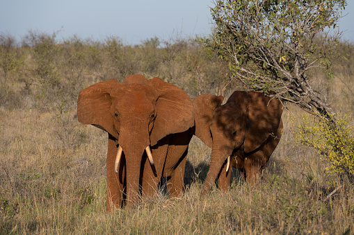 Elephant in Tsavo National Park