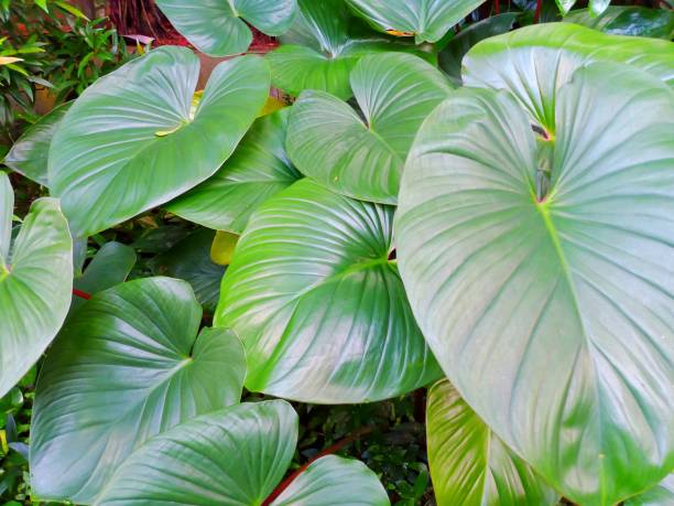 istock Beautiful flower and leaves 1969839509