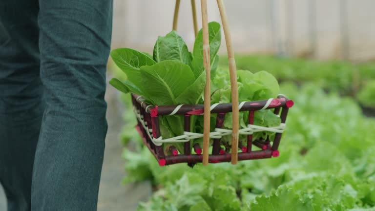 Asian man walking holding carries a basket and picks vegetables on a farm, Close-up basket