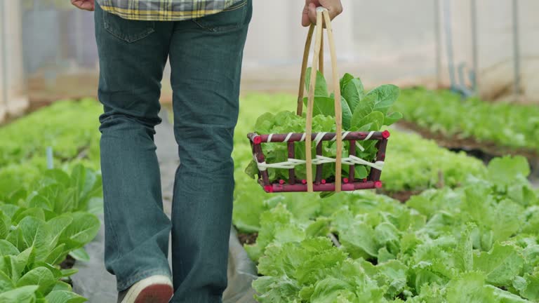 Asian man walking holding carries a basket and picks vegetables on a farm, Close-up basket