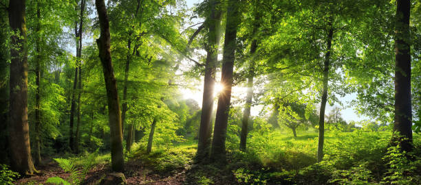 Exquisite woodland scenery with lush green trees