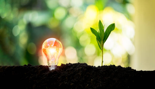 istock Growing Plant with Light bulb on Soil. Glowing Lamp and Growth Concept. Sustainable Environment, Ecological Friendly and Saving energy . 1969862769