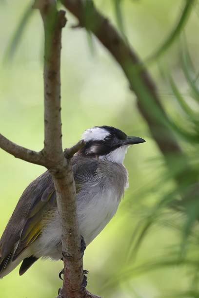 istock Light-vented Bulbul is on the tree, the background is green, although it is a common bird, it has a beautiful feeling. 1969867755