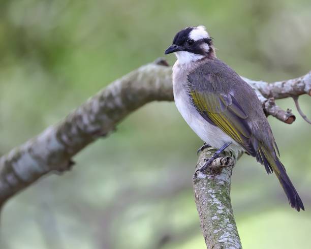 istock Bird rest on trees in a park converted from a landfill in Taiwan. 1969867758