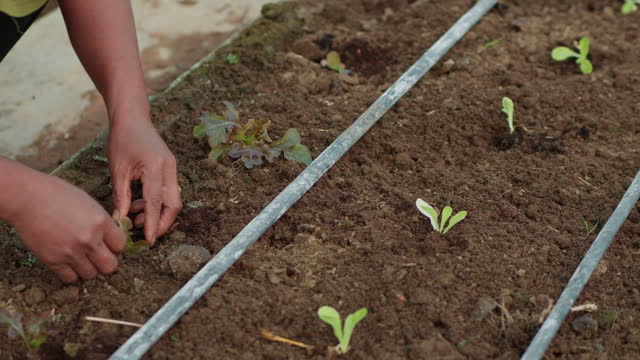 Gardener is preparing to plant seedlings in a vegetable plot, Organic farming