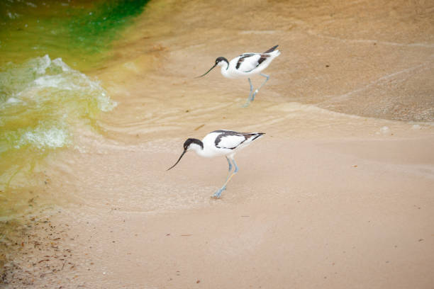 Birds strolling on a sandy beach by the ocean Some birds strolling on a sandy beach by the ocean seafowl stock pictures, royalty-free photos & images