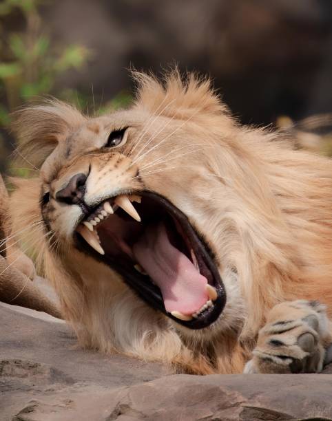 istock Lion majestically roars, guiding cubs within habitat 1969903855