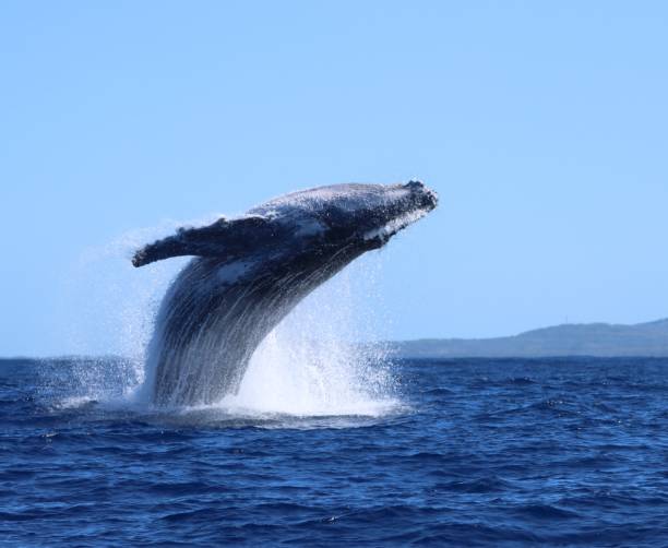 istock high breach of humpback whale 1969909129